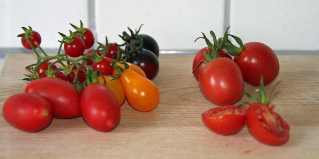 Tomatenvielfalt im eigenen Garten