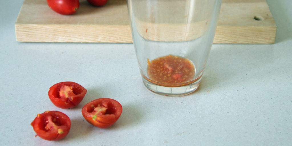 Ausgelöste Tomatensamen