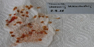 Getrocknete Tomatensamen mit Fruchtmark