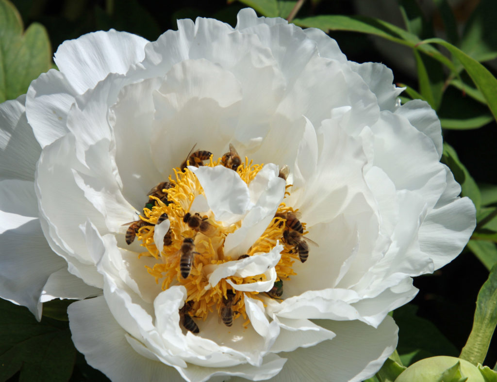Bienen in Paeonienblüte
