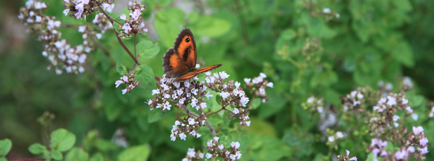 Schmetterling auf Majoran