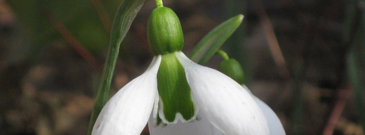 Schneeglöckchen