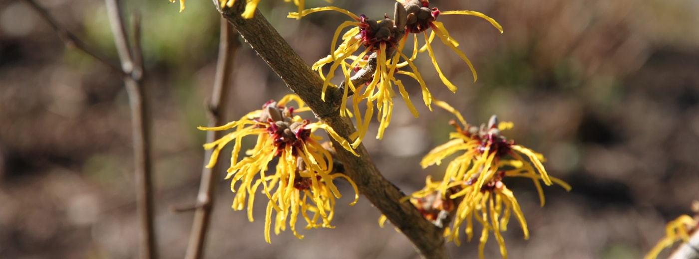 Hamamelis