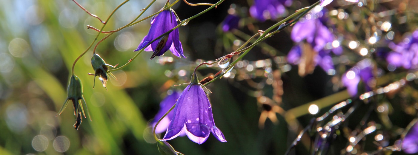 Glockenblumen