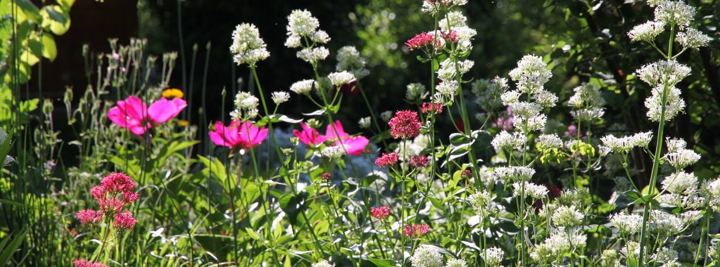 Spornblumen