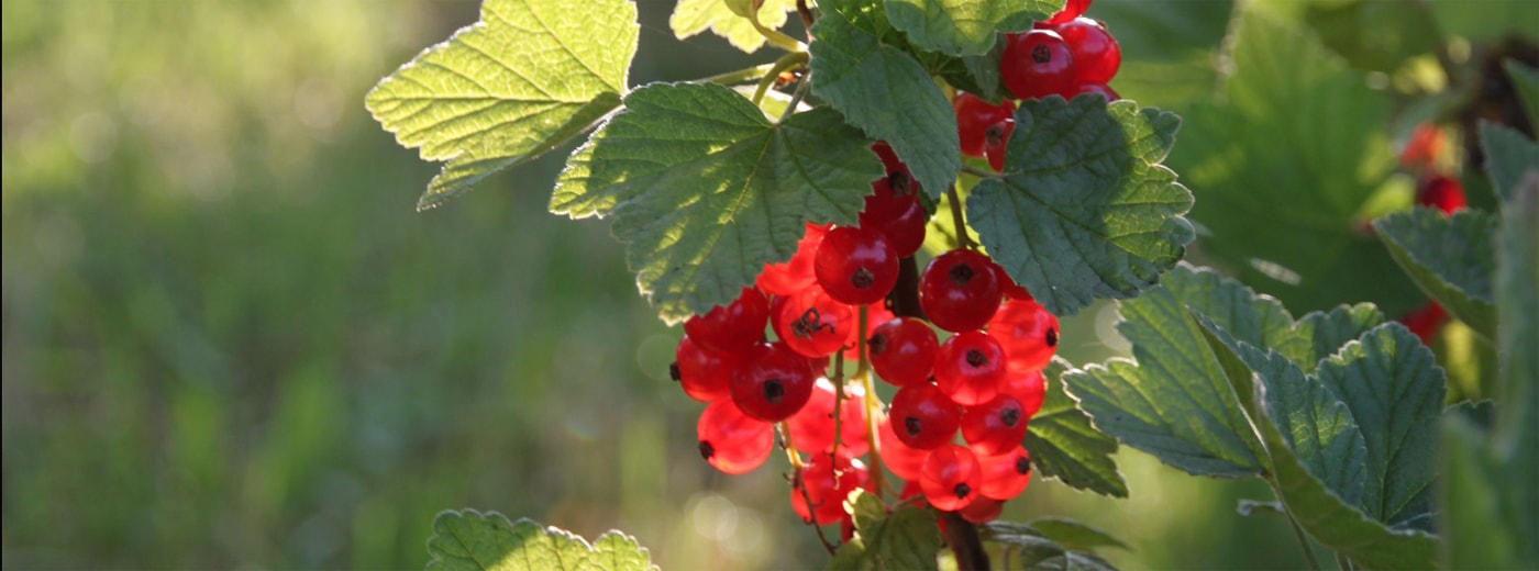 Lebhafte Gärten: Johannisbeeren