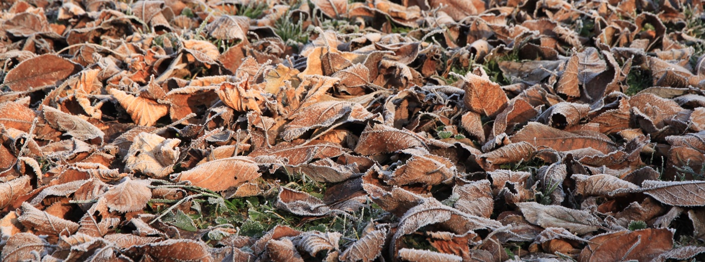 Herbstlaub