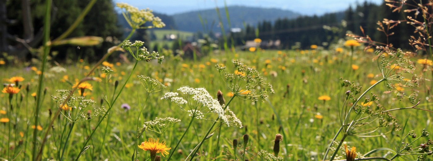 Blumenwiese