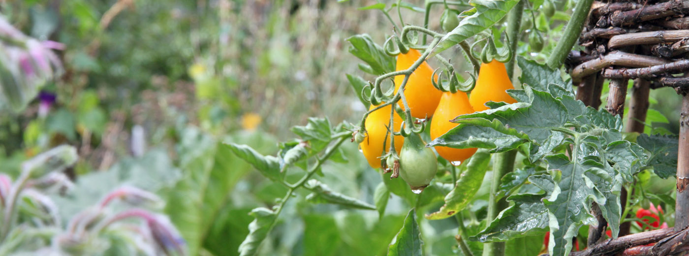 Tomaten 'Gelbe Fläschle'