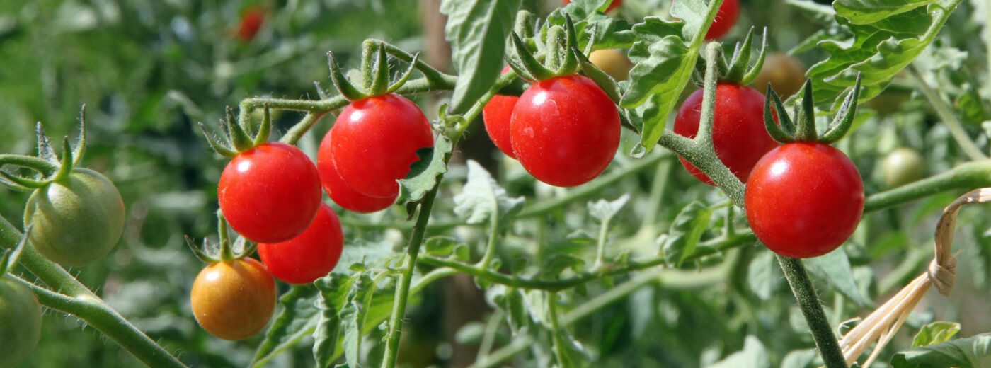 Tomaten richtig düngen