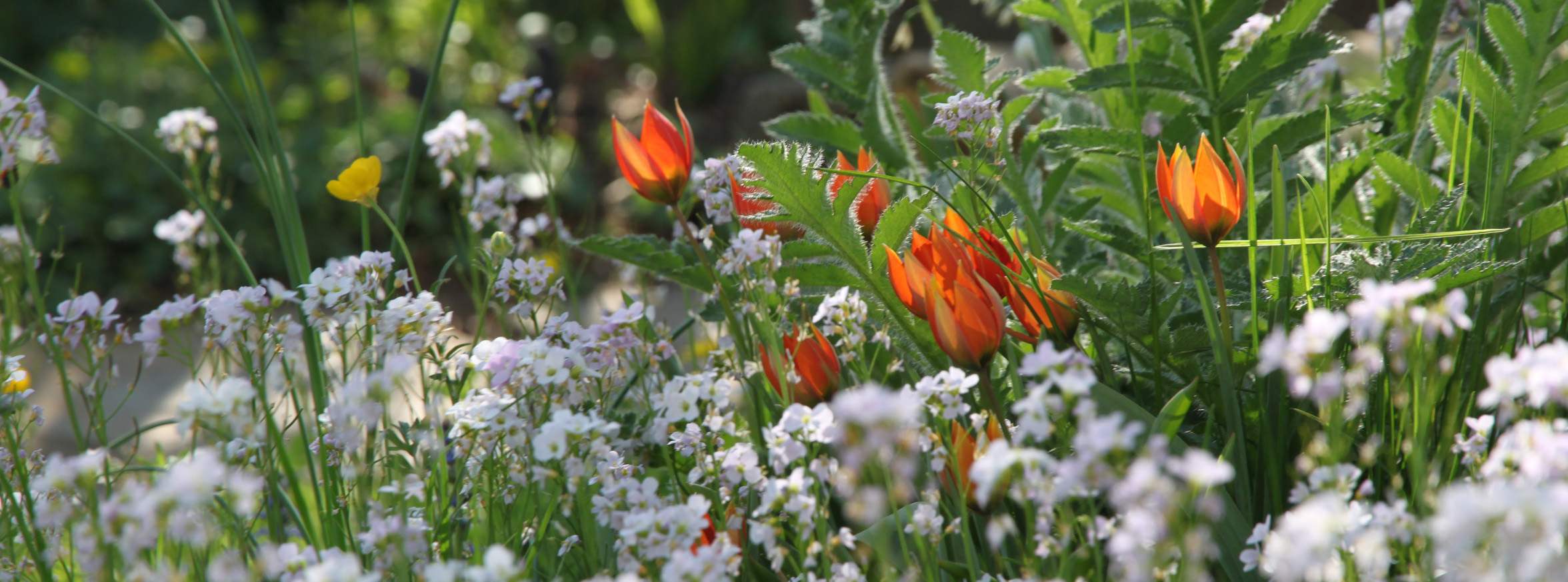 Wildtulpen im Garten