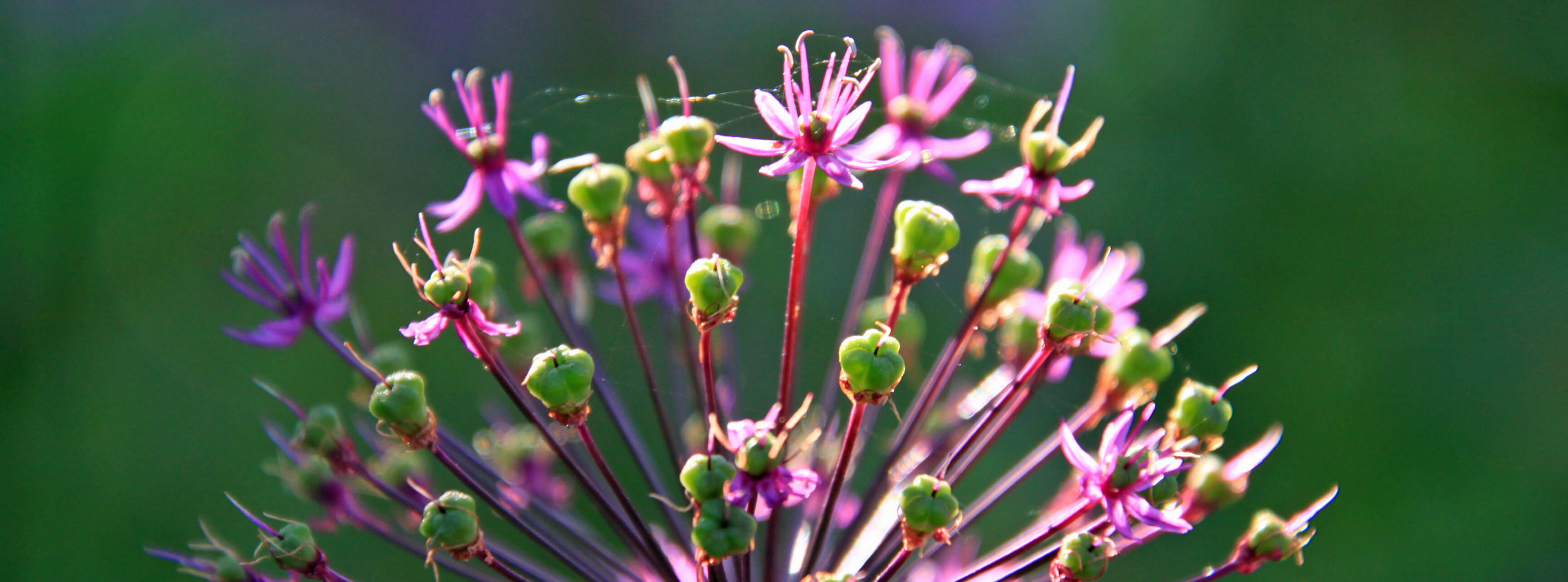 Allium