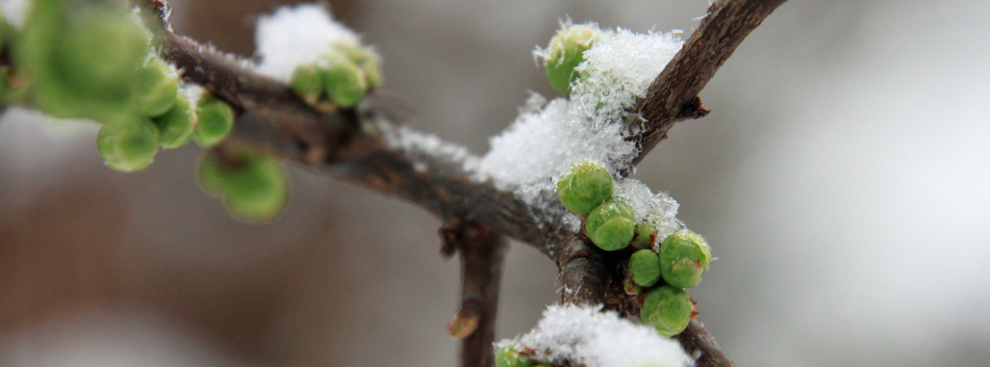 Zierquitte im Schnee