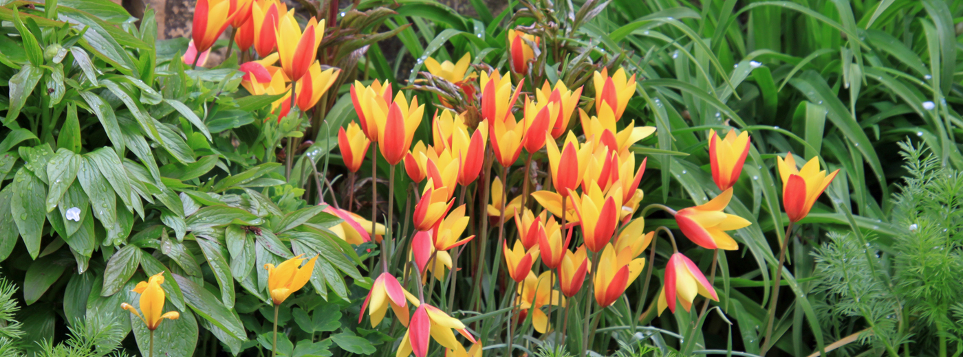 Tulpen für lebhafte Gärten