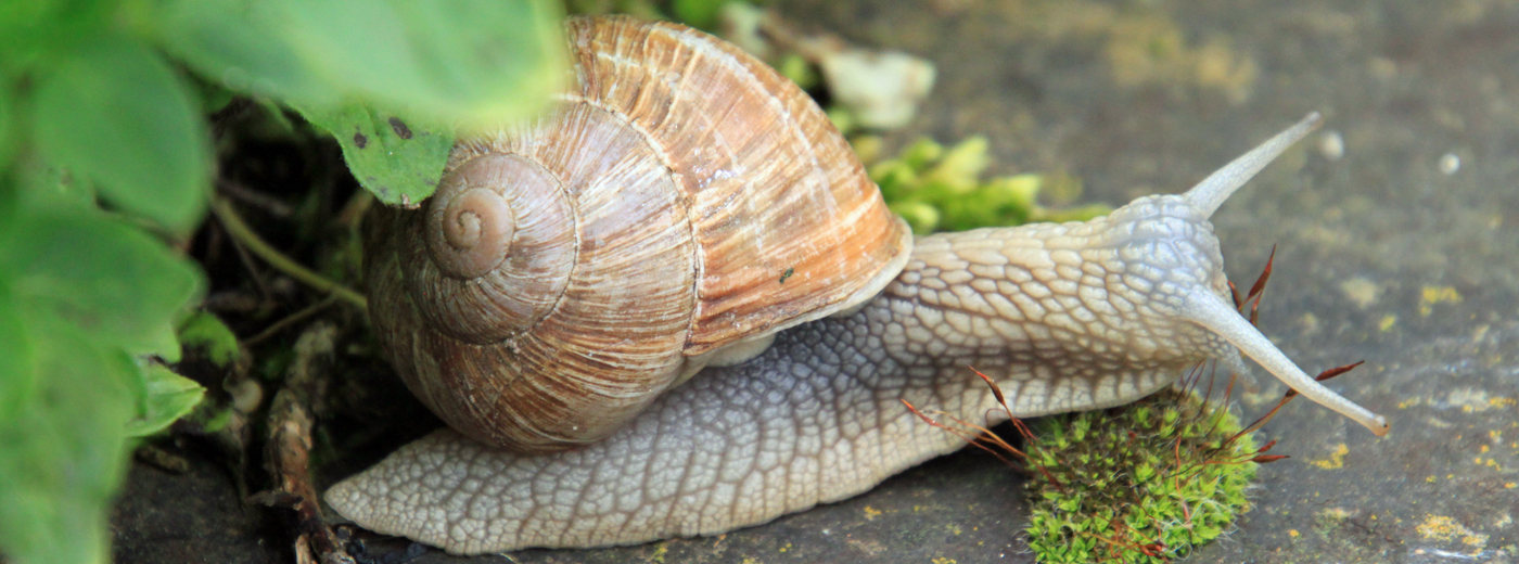 Weinbergschnecke